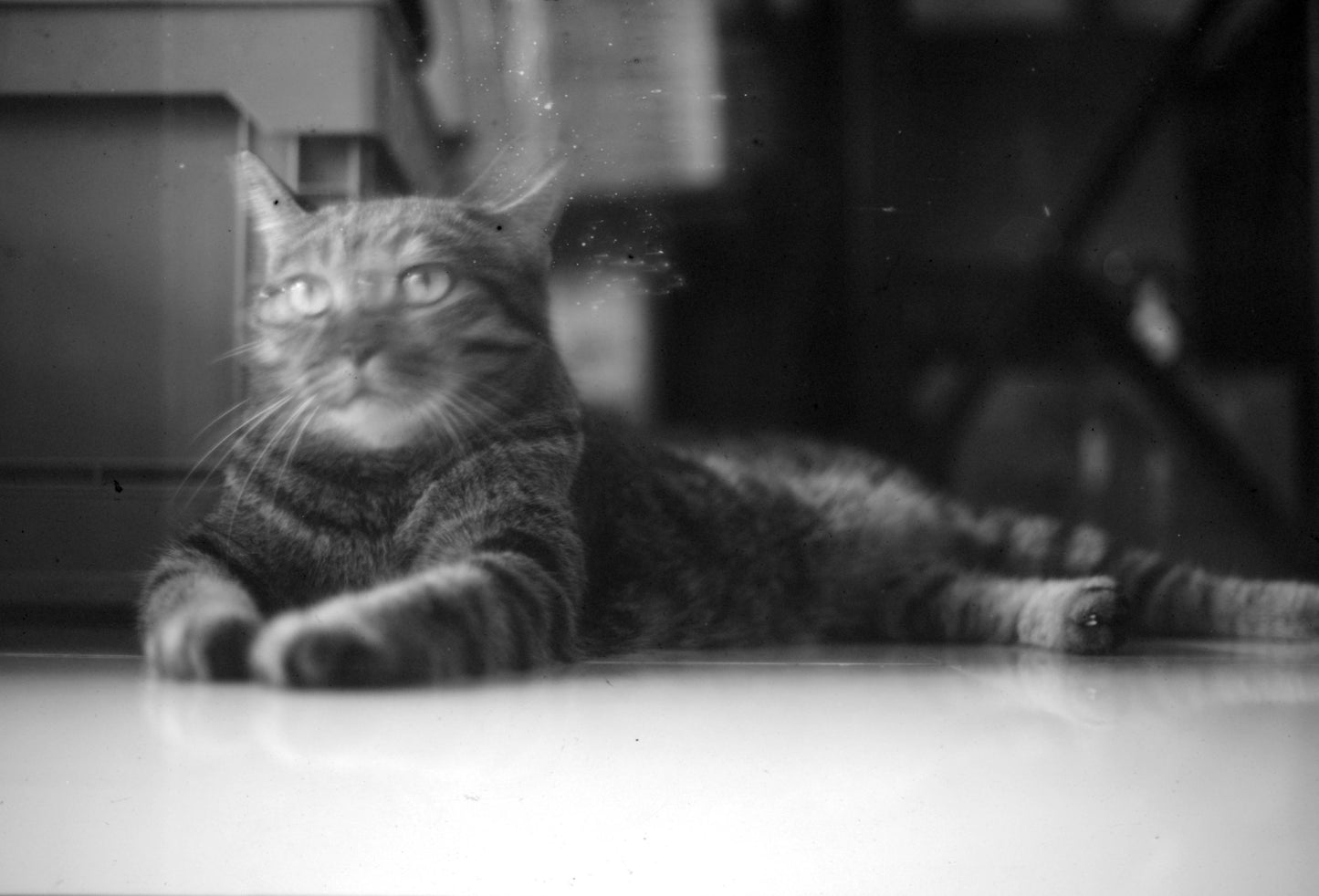 FILMDONGDONG 2468 35mm Black and White Film POSITIVE Microfilm